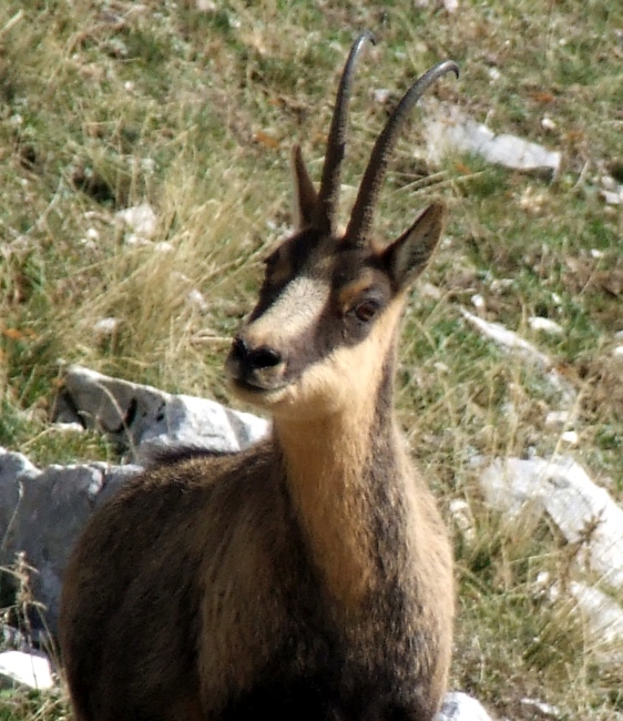 Camoscio d''Abruzzo Rupicapra pyrenaica ornata